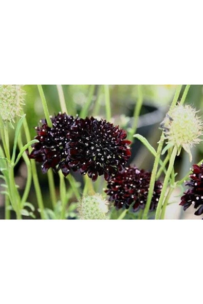 Muka Botanik 5 Adet Mourning Bridge Scabiosa Day & Night Mix Tohumu - Resim 6