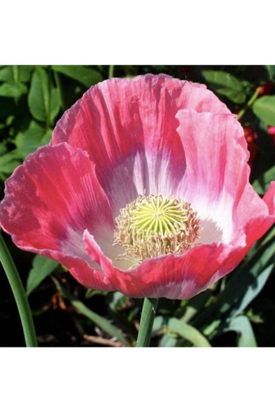 Muka Botanik 5 Adet Giganthemum Poppy Tohumu - Resim 6