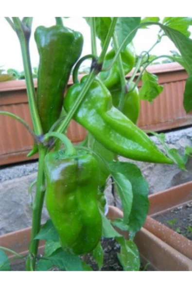 Muka Botanik Nadir Yağlık Közlemelik Tatlı Pat Biber Tohumu 20 Adet Tohum ürün görseli