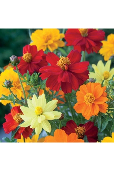Muka Botanik Cosmos 'brightness Mixed' Çiçek Tohumu ürün görseli