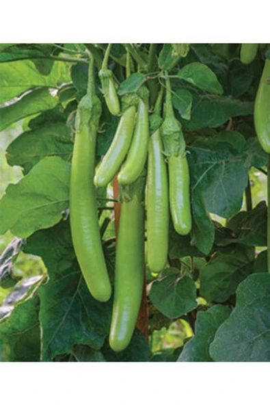Muka Botanik Nadir Endonezya Yeşil Kemer Patlıcan Tohumu Ekim Seti - Resim 4
