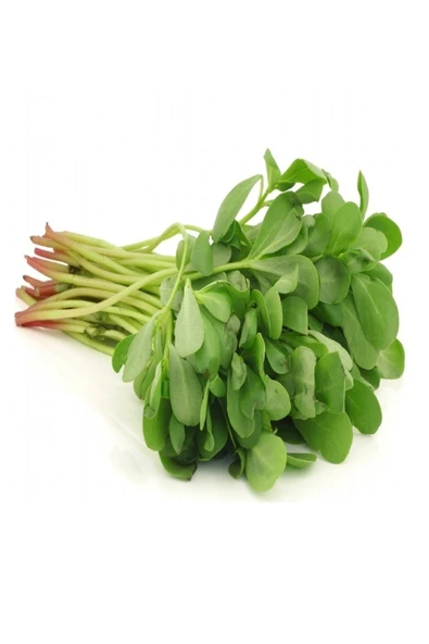 Muka Botanik Erkenci, Yediveren Semiz Otu Tohumu / 100 Adet Tohum - Resim 2