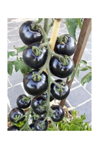 Muka Botanik Siyah Domates Tohumu 10 Adet Tohum Black Tomato - Resim 4