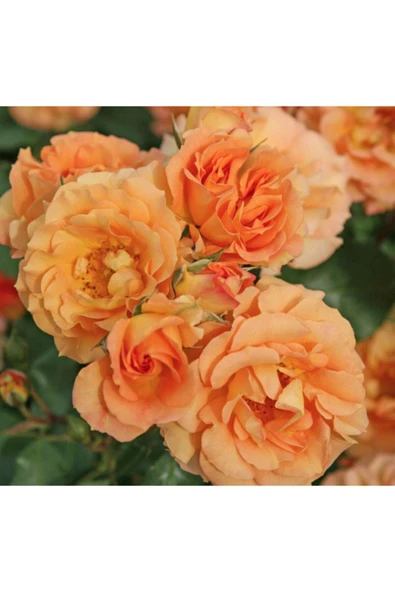 Muka Botanik 5 Adet Bentheimer Gold Gül Tohumu - Resim 2