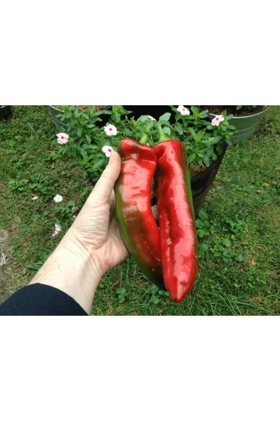 Muka Botanik 20 Adet Marconi Red Giant Biber Tohumu - Resim 2