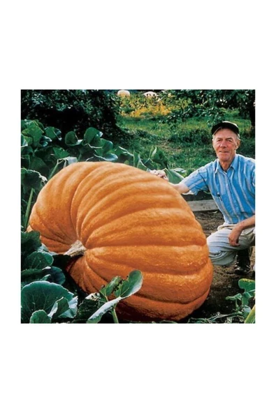 Muka Botanik Ithal Dev Kabak Tohumu 4 Adet Tohum Atlantik Giant Bal Kabağı - 2