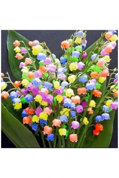 Muka Botanik Çok Nadir Ithal Renkli Çan Orkide Çiçeği Tohumu 5 Tohum - Resim 3