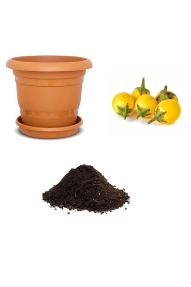 Muka Botanik Ithal Thailand Sarı Patlıcan Tohumu Ekim Seti ürün görseli