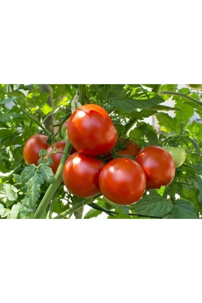 Muka Botanik 20 Adet Omar's Lebanese Domates Tohumu ürün görseli