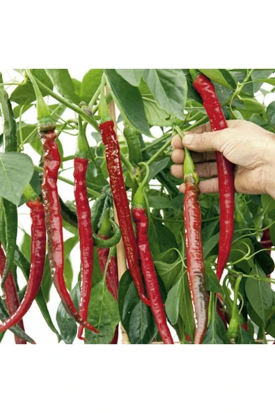 Muka Botanik 20 Adet Big Chili Biber Tohumu - Resim 4