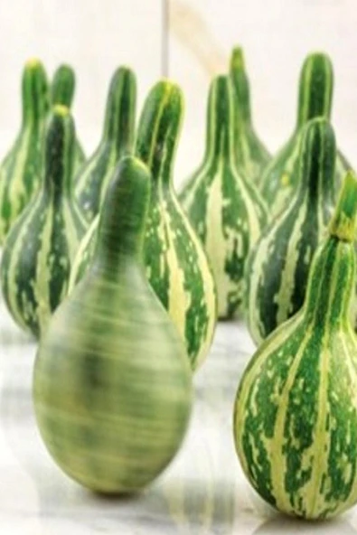 Muka Botanik Topaç Süs Kabağı ( Tennessee Dancing ) Tohumu / 5 Adet Tohum ürün görseli