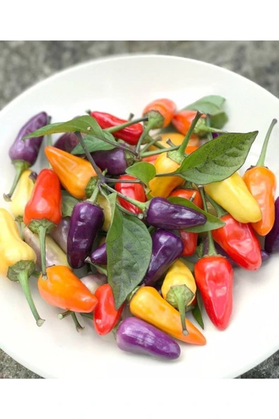 Muka Botanik 20 Adet Chinese 5 Renk Biber Tohumu ürün görseli