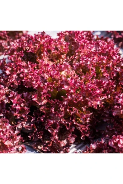 Muka Botanik 100 Adet Organic Ruby Red Leaf Marul Tohumu - Resim 2