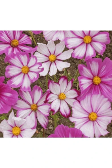 Muka Botanik 5 Adet Candy Stripe Cosmos Tohumu ürün görseli
