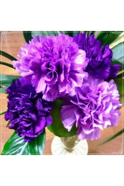 Muka Botanik 10 Adet Chabaud Violet Multilayer Carnation Tohumu ürün görseli