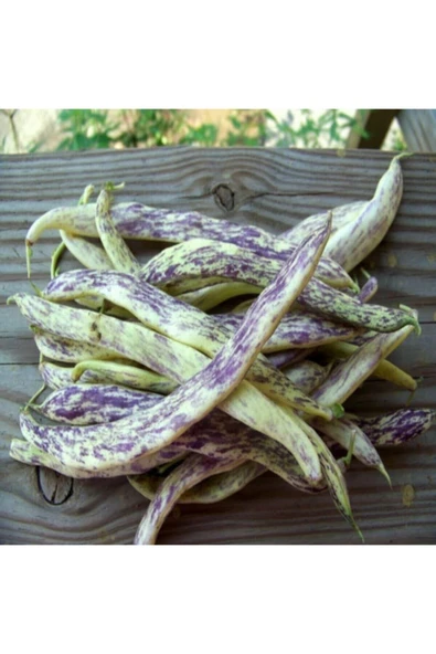 Muka Botanik Meşhur Çilli Ayşe Fasulye Tohumu 10 Tohum Fasülye Tohumu - Resim 3