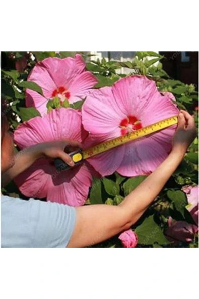 Muka Botanik Dev Hibiscus Çiçeği Tohumu Ekim Seti - Resim 3