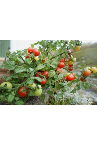 Muka Botanik 20 Adet Pigmy Micro Dwarf Domates Tohumu - Resim 2
