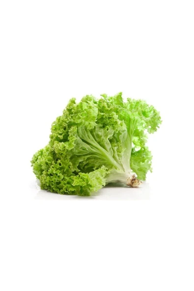 Muka Botanik Kıvırcık Marul Tohumu 100 Adet Tohum Sebze Tohumu ürün görseli