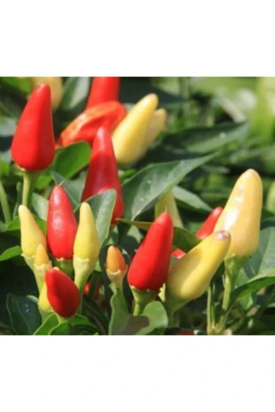 Muka Botanik Acı Burbiye Süs Biberi Tohumu Ekim Seti - Resim 3