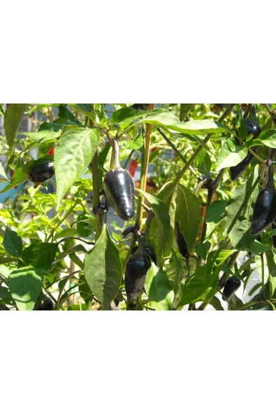 Muka Botanik 20 Adet Black Jalapeno Biber Tohumu - Resim 3