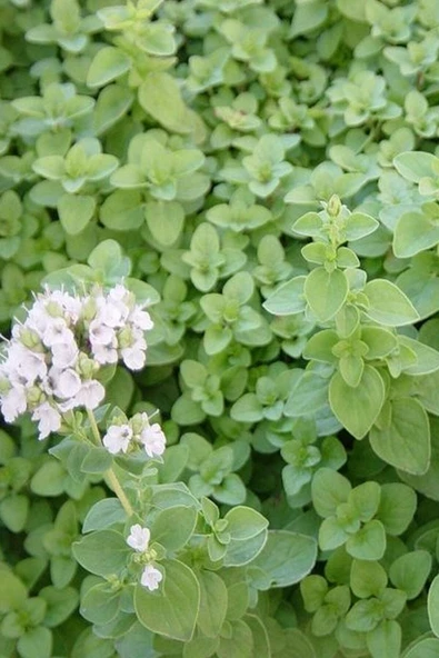 Muka Botanik Doğal Izmir Dağ Kekiği Tohumu / 40 Adet Tohum - Resim 2