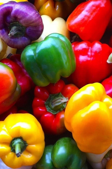 Muka Botanik Renkli California Biberi Tohumu /eko Paket 50 + Adet ürün görseli