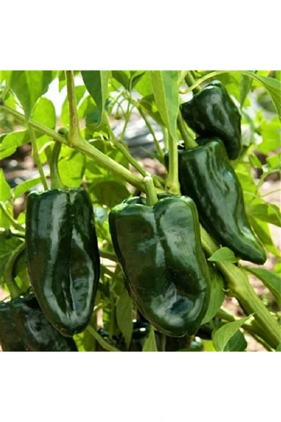 Muka Botanik 20 Adet Ancho / Poblano Biber Tohumu - Resim 3
