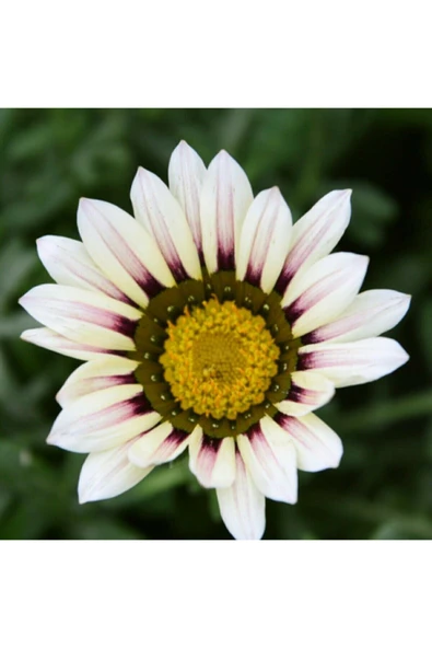 Muka Botanik 5 Adet 5 Renk Gazania Çiçeği Tohumu - Resim 3