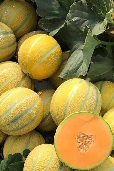 Muka Botanik On Dilim Çorum Kavunu Tohumu / 20+ Adet Tohum - Resim 4