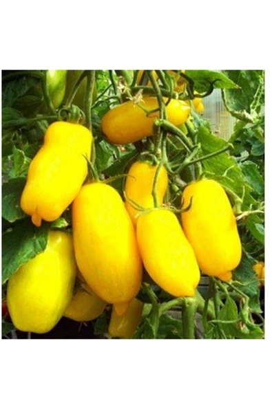 Muka Botanik Sarı Mum Domates Tohumu ürün görseli