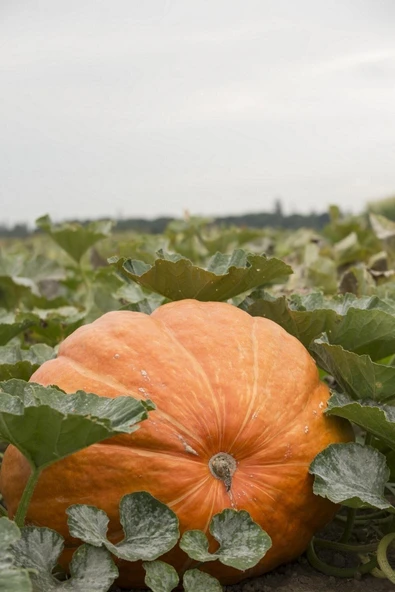 Muka Botanik Dev Bal Kabağı Tohumu / 10+ Adet Tohum - 3