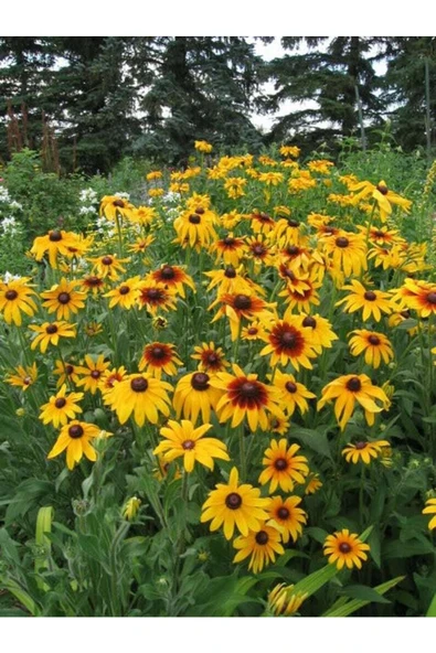 Muka Botanik 20 Adet Indian Summer Glorıosa Daısy Tohumu - Resim 2