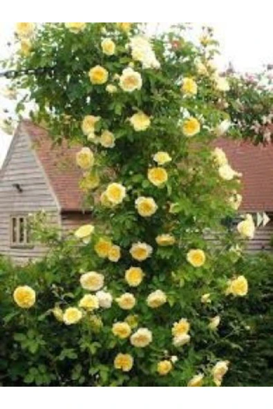 Muka Botanik Ithal Sırık Sarı Gül Tohumu Ekim Seti - Resim 4