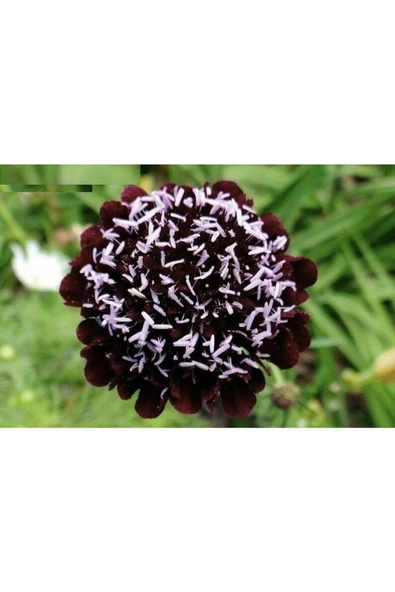 Muka Botanik 5 Adet Mourning Bridge Scabiosa Day & Night Mix Tohumu ürün görseli