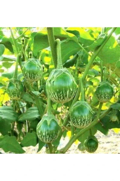 Muka Botanik Ithal Yeşil Dolmalık Patlıcan Tohumu Ekim Seti - Resim 5