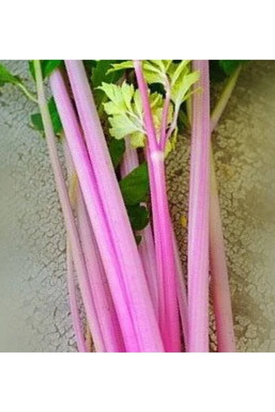 Muka Botanik 20 Adet Pembe Kereviz Tohumu - Resim 2