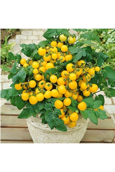 Muka Botanik 20 Adet Saksılık Sarı Kiraz Domates Tohumu ürün görseli