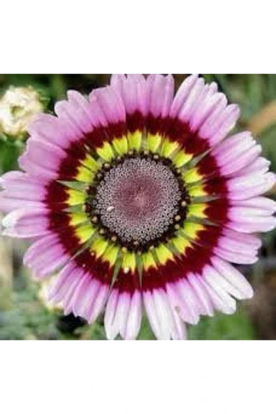 Muka Botanik 10 Adet Painted Daisy Tohumu - Resim 2