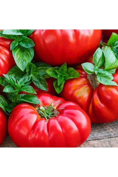 Muka Botanik 20 Adet Beefsteak Domates Tohumu - Resim 2
