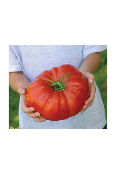 Muka Botanik Nadir Ithal Dev Hollanda Domates Tohumu 20 Adet Tohum ürün görseli