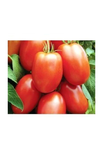 Muka Botanik Agrobazaar Roma Domates 30+ Tohum ürün görseli