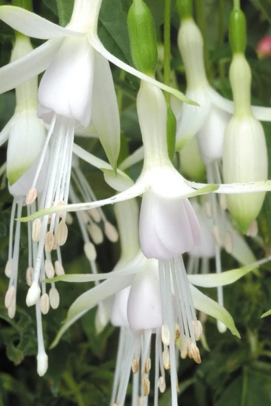 Muka Botanik Nadir Beyaz Küpe Çiçeği / 20 Adet Küpeli Tohumu - 2