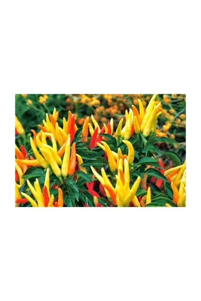 Muka Botanik Geleneksel Acı Yayla Biberi Tohumu 40 Adet Tohum ürün görseli