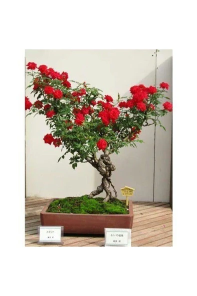 Muka Botanik Ithal Bodur Kırmızı Gül Bonsai Ağacıtohumu Ekim Seti - Resim 2