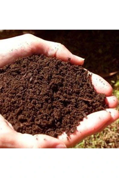 Muka Botanik Bodur Bonsai Kiraz Ağacı Tohumu Ekim Seti 5 Tohum +saksı+toprak - Resim 3