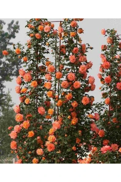 Muka Botanik Nadir Yediveren Turuncu Sarmaşık Gül Tohumu Ekim Seti - Resim 3