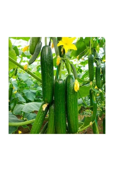 Muka Botanik Ithal Erkenci Bol Verim Sırık Salatalık Tohumu 5 Adet Tohum ürün görseli