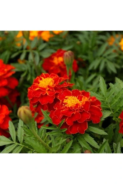 Muka Botanik 5 Adet Natural French Marigold Carmen Tohumu - Resim 2