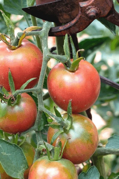 Muka Botanik Bursa Yayla Domatesi Tohumu / 10+ Adet Tohum - Resim 3